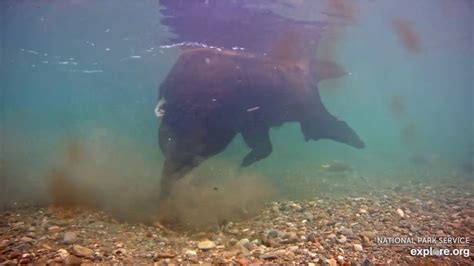 420 Likes, 25 Comments. TikTok video from Mark Bouldoukian (@markian.b): "Part 1 bear cub with longest tapeworms I’ve ever seen 🤯😳 #tapeworm #tapeworms #bears #brownbear #alaska #tiktokviral". Bear Cub. original sound - Mark Bouldoukian.